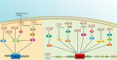 The roles of long noncoding RNA-mediated macrophage  - Frontiers